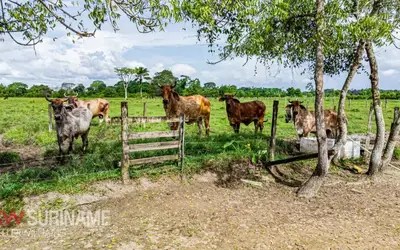 Foto van Pindaweg Pindaweg