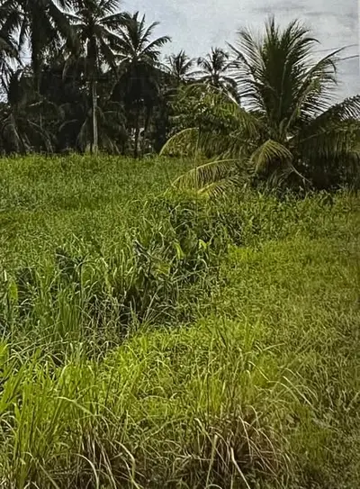 Foto van koewarasan