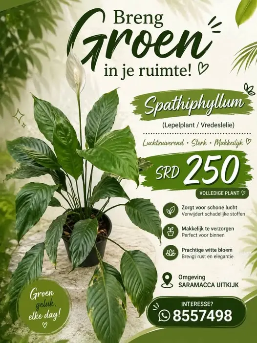 Foto van saramacca