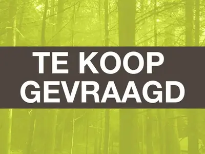 Foto van geyersvlijt